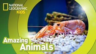 Shrimp | Amazing Animals