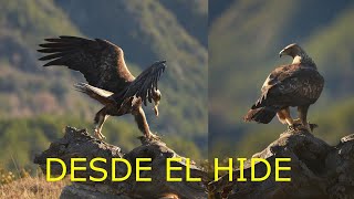 FOTOGRAFIANDO AGUILA REAL