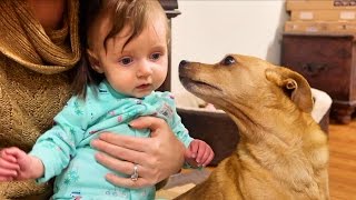 Baby Plays With Dog