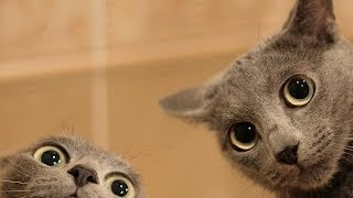 What to Do about 2 Cats Fighting | Cat Care