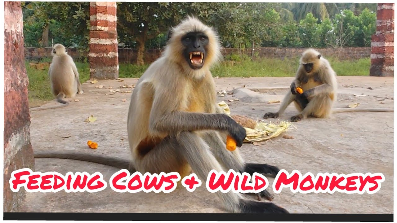 Feeding Cows & Wild Monkeys | Feeding Animal 