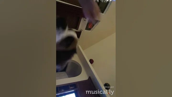 FUNNY DOG