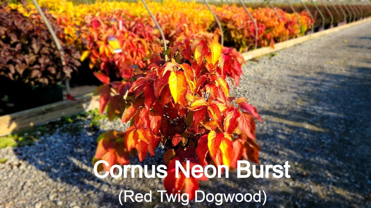 Cornus Neon Burst™ (Red Stem Dogwood) // Superb, Hardy,⭐ Easy to Grow Shrub With Multi-season Color!