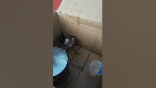 ALHAMDULILLAH BURUNG BANGAU NYA BISA TERBANG BEBAS DI ALAM DAN SEHAT BUGAR KEMBALI..