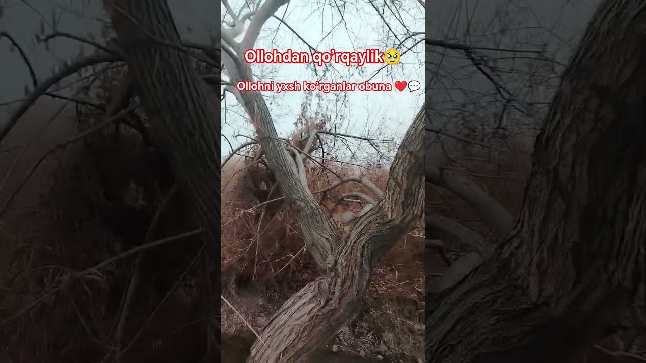 #love #abdullohdomla #rek #layk #xazrat #automobile #1bonamur1 #rekkkkkk #music #rekkkk