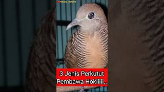 3 Types of Turtle Doves That Bring Luck #turtledovemyths #turtledoves #turtledovekaturanggan