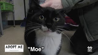 SSPTV Community News - Hazleton Animal Shelter's Adopt Me - Jan. 16, 2023