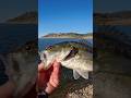 SPOTTED BASS are super fun to catch! #shorts #fishing