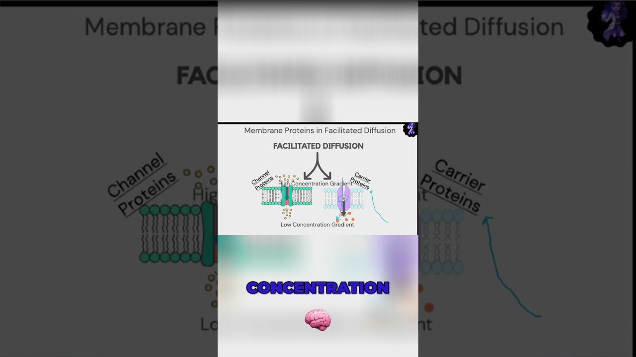 Understanding Carrier and Channel Proteins: The Basics