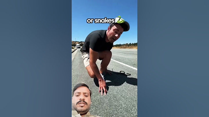 Turtles or Snakes- Which Do Cars Swerve to Hit More? #shorts #science #animals #challenge