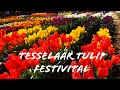 Tesselaar Tulip Festival 2019 | Silvan, Victoria | Australia