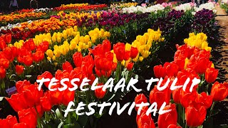 Tesselaar Tulip Festival 2019 | Silvan, Victoria | Australia