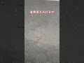 メダカ水槽のなんじゃこりゃ！！#shorts