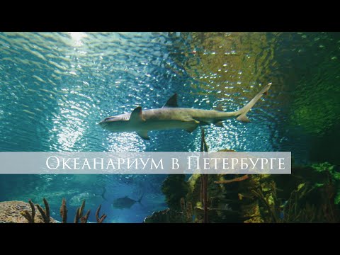 Океанариум в Санкт-Петербурге