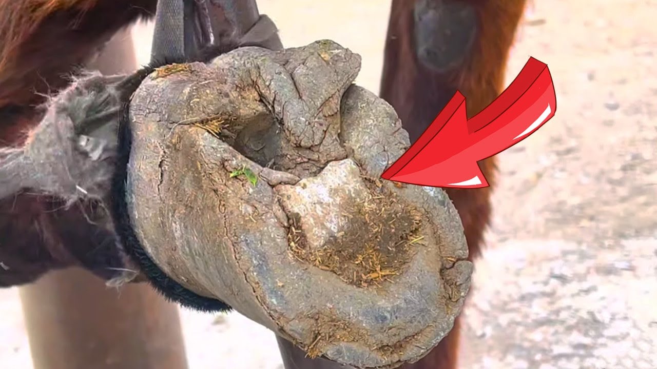 В ослином копыте застрял такой большой камень! Осел не может ходить из-за боли