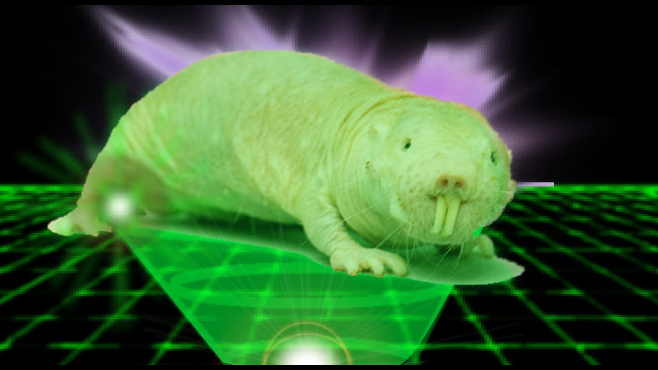 HOLOGRAPHIC MOLE RAT |FALLOUT 4 best cod emblem tutorials