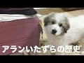 アランいたずらの歴史【※一部音ミュート中】　Greatpyrenees グレートピレニーズ