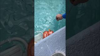 Cleaning pool service by Dunota, step by step pool maintenance💦☀️