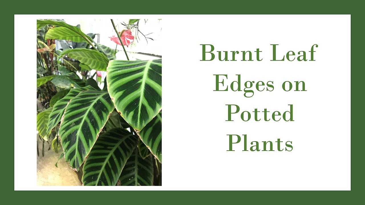 Burnt Leaf Edges on Houseplants and Potted Plants YouTube