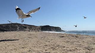 Seagulls by the Pacific Ocean (4K 60fps nature sound)