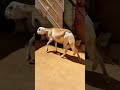 الضأن السوداني السلالة الكباشي السودان