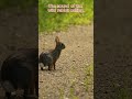 Sound Of Wild Rabbits Wildlifeentertainment Funny Soundwave Sound Of Wild Rabbits Wildlifeentertainment Funny Soundwave