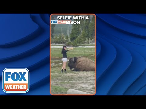 Tourist Takes Dangerously Close Selfie Next To Bison In Yellowstone National Park