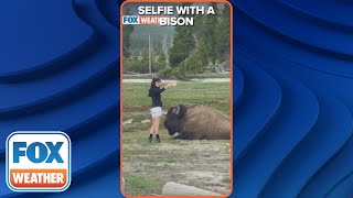 Tourist Takes Dangerously Close Selfie Next To Bison In Yellowstone National Park