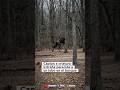 Captan algo en el bosque… y no es un animal#criatura #hombrelobo #terrorifico #sobrenatural