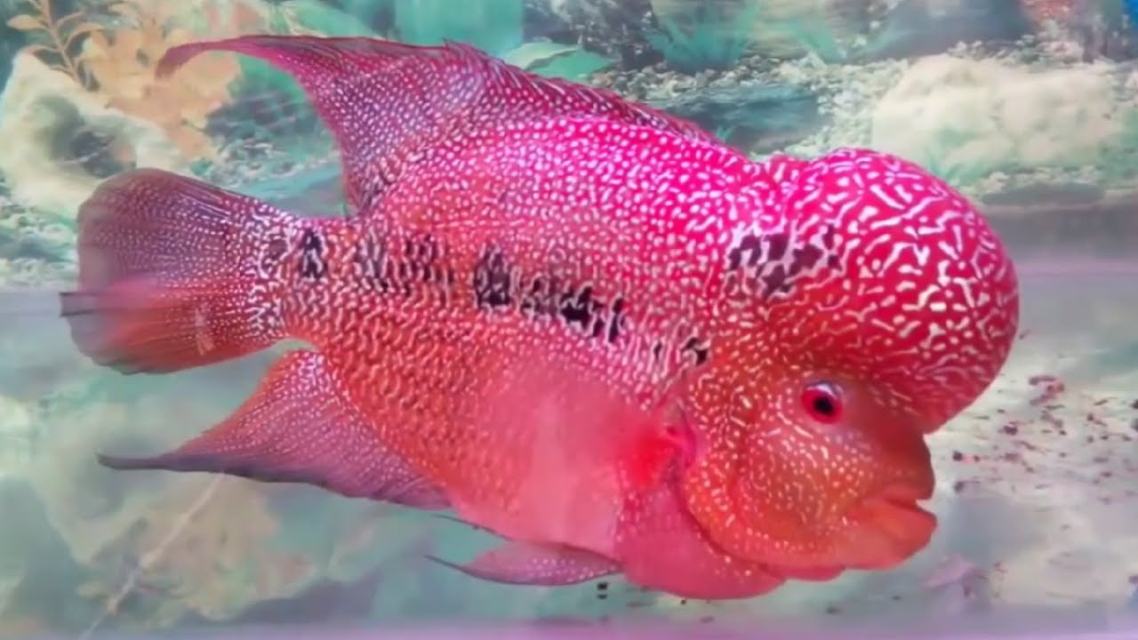 Facts The Flowerhorn Cichlid YouTube
