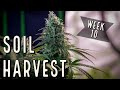 Season 2 week 10 harvesting autoflowers