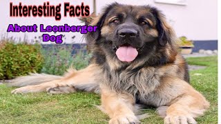 Interesting Facts About Leonberger Dog You Should Know || leonberger dog || Leonberger