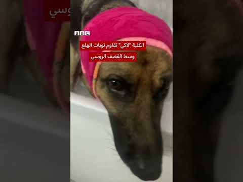 لاكي: كلبة تعاني من هلع بسبب القصف الروسي في أوكرانيا