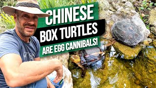 Download Lagu My Chinese Box Turtles are MOVING! MP3