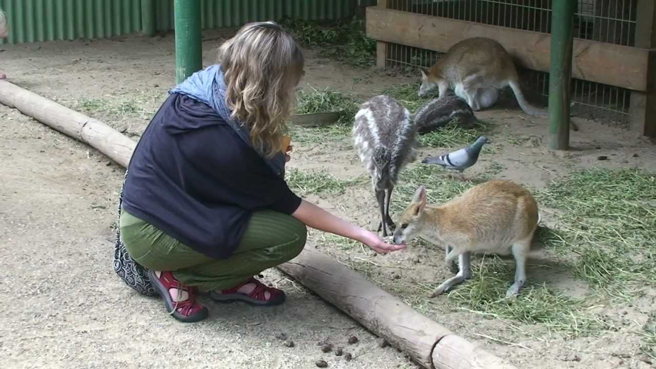 Featherdale Wildlife Park Sydney Australia Youtube
