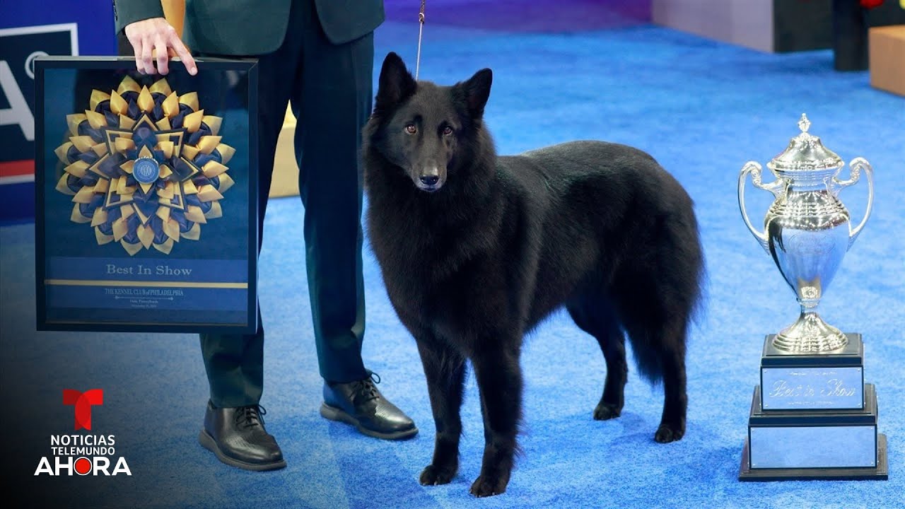 Esta perra de raza belga Malinois ganó el Show Nacional de Perros 2025 | Noticias Telemundo