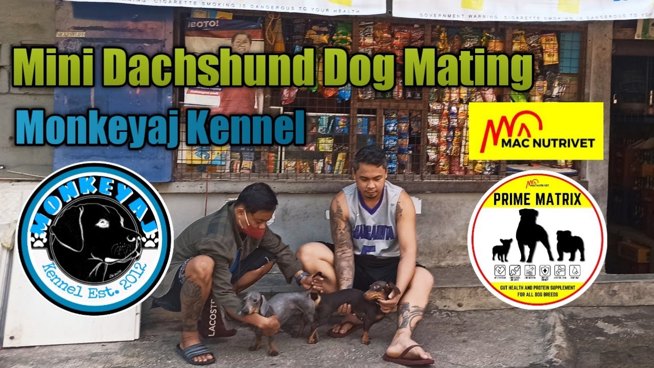 Mini Dachshund Dog Mating Monkeyaj Kennel Prime Matrix YouTube