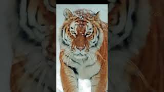 За последние 80 лет вымерло 3 вида тигров  #авызнали