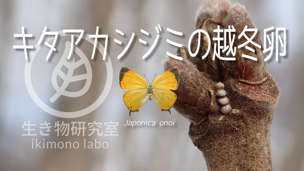 キタアカシジミの越冬卵【Japonica onoi】