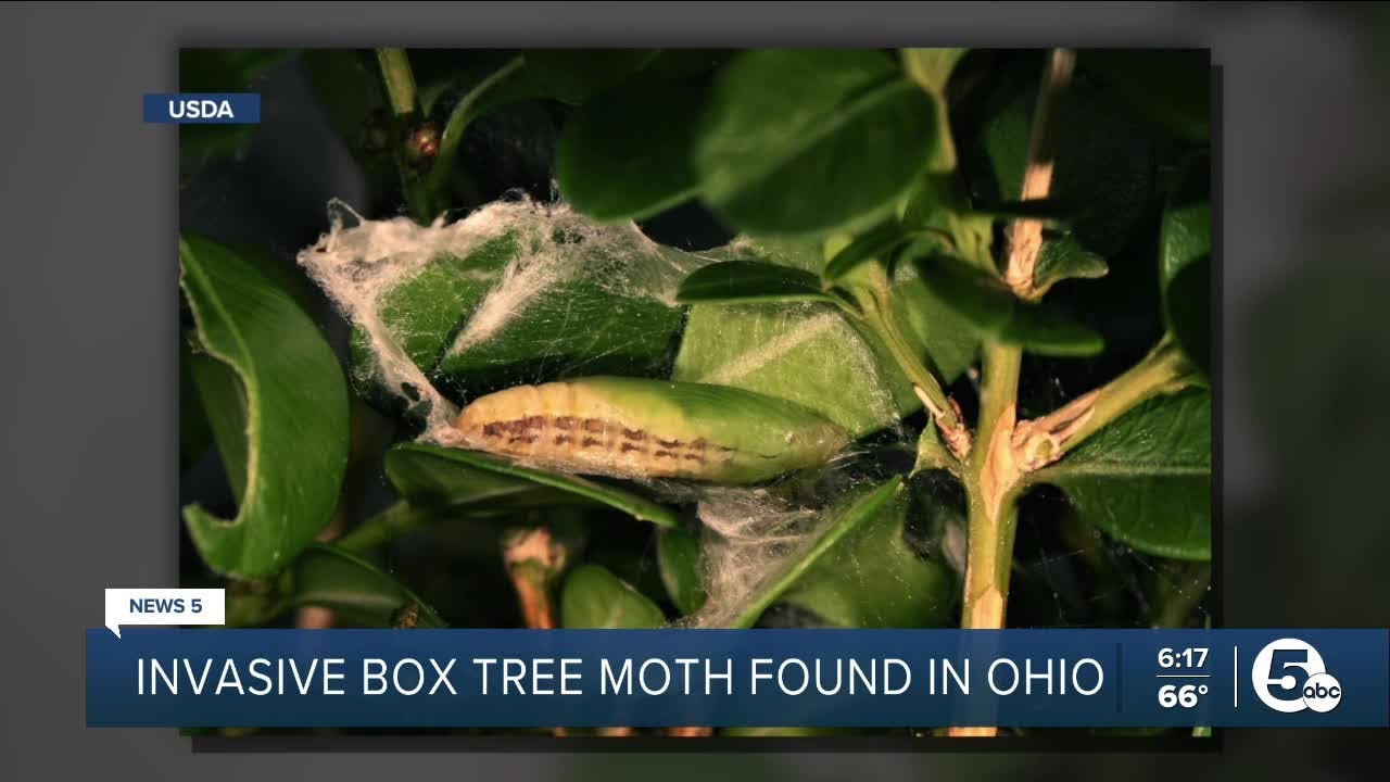 Don’t bug out, but there’s a new invasive insect threatening Ohio - YouTube