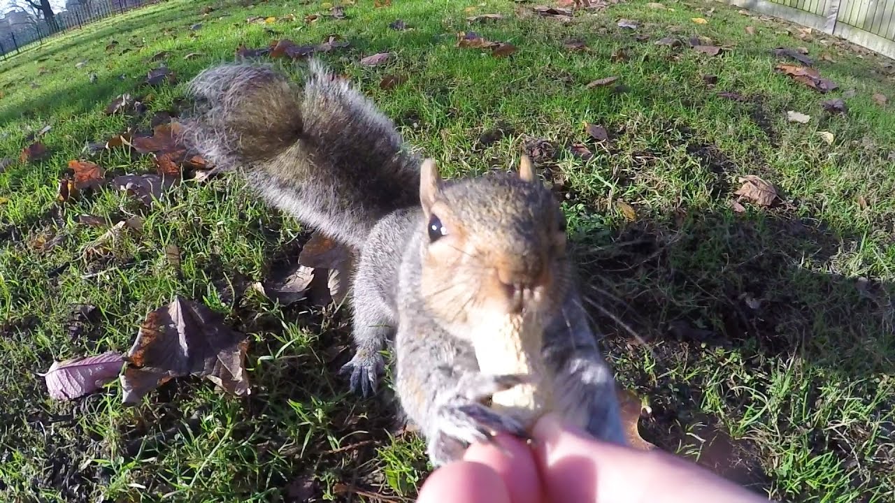 Hand feeding Squirrels London Fields YouTube