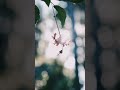 #shortvideo #shorts #viralvideo #viralshort #homegardeningtips #homegarden