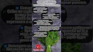 🌱 КАК ВЫРАСТИТЬ УКРОП БЕЗ ПРОБЛЕМ? 5 шагов к пышной зелени! #советыдачникам #огородныехитрости