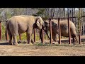 The Elephant Sanctuary | Nosey and Sissy on Galentines Day