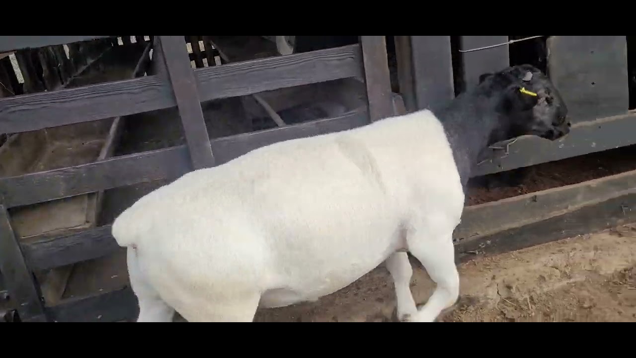Carneiro dorper puro por cruza - YouTube