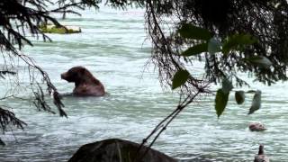 Ós menjant salmó a Alaska