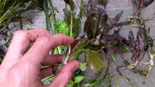 Planted Aquarium Tip, Root growth on Aquarium Plants