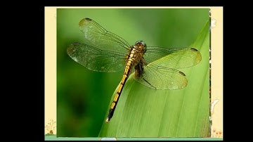 LTVC lop 4 Chủ ngữ trong câu kể Ai thế nào