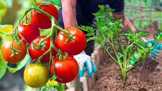 #20 Daily life small Garden| Grow tomatoes for the organic garden