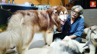 Alaskan Malamute Kennel in Kolkata | Short Faced Wolves Kennel :  80170 36777  7003585861